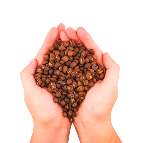 Single Origin Organic Salvadoran Coffee Beans – Medium Roast – Whole Bean 8oz